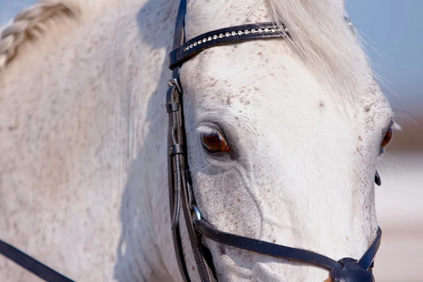 白い馬の目 — ストック写真