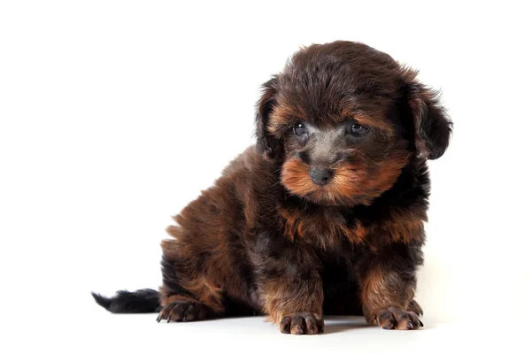 stock image Puppy, animal, mammal, pedigree, doggy, Dog, canine