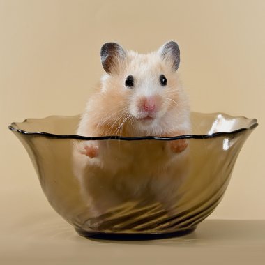 Hamster in a salad dish clipart