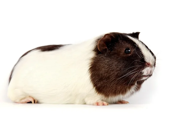 Guinea pigs — Stock Photo, Image