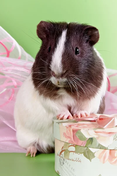 Guinea pigs and gift — Stock Photo, Image