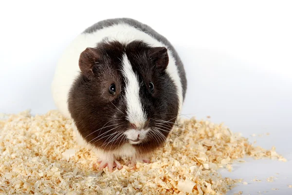 Guinea pigs and Sawdust for animals — Stock Photo, Image