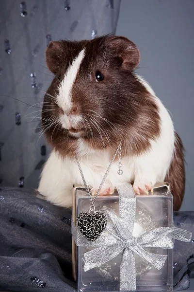 Guinea pigs and gift and heart — Stock Photo, Image
