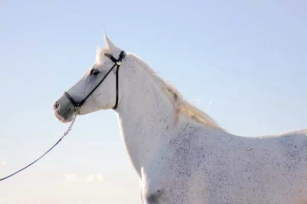 stock image Arabian horse