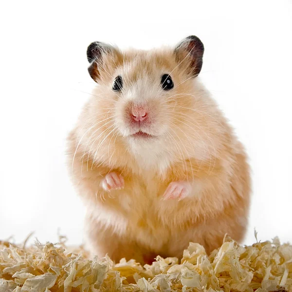Hamster na serragem em um fundo branco — Fotografia de Stock