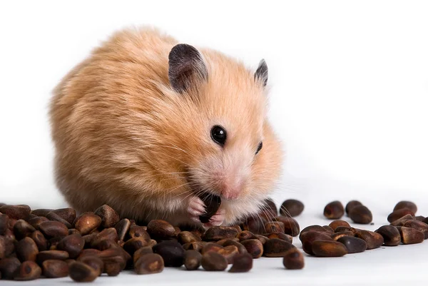 Hamster with кедровами nuts on a white background — Stock fotografie