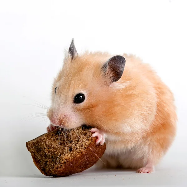 Hamster roendo uma crosta de pão — Fotografia de Stock
