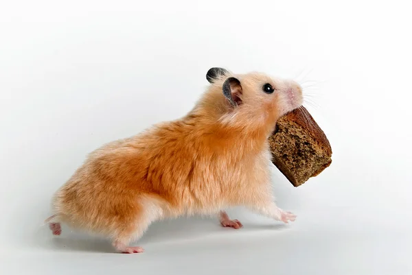 The hamster bears a bread crust — Stock Photo, Image
