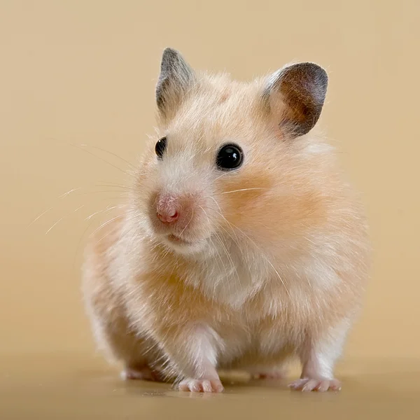 Hamster em um fundo bege — Fotografia de Stock