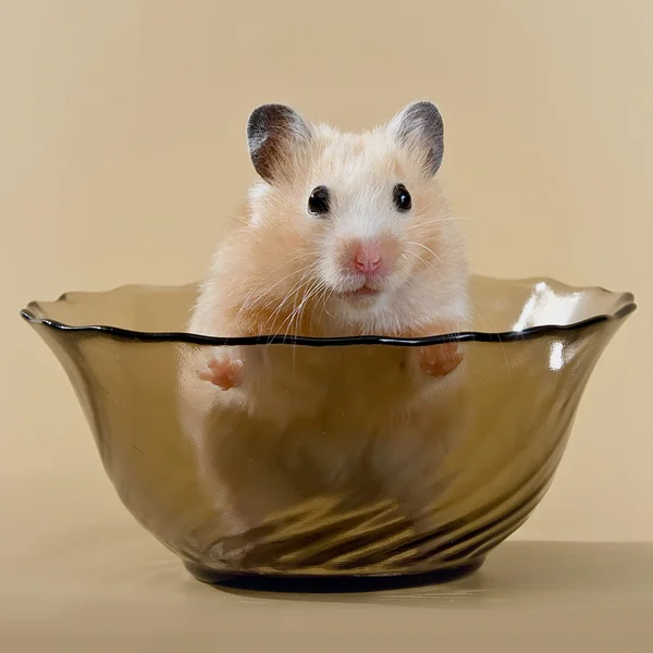 Hamster em um prato de salada — Fotografia de Stock