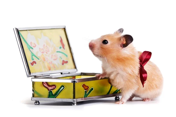 Hamster a casket and a bow on a white background — Stock Photo, Image