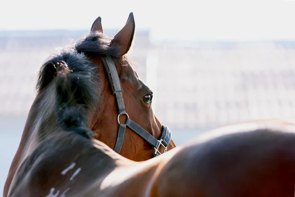 Bruin sport paard Stockfoto