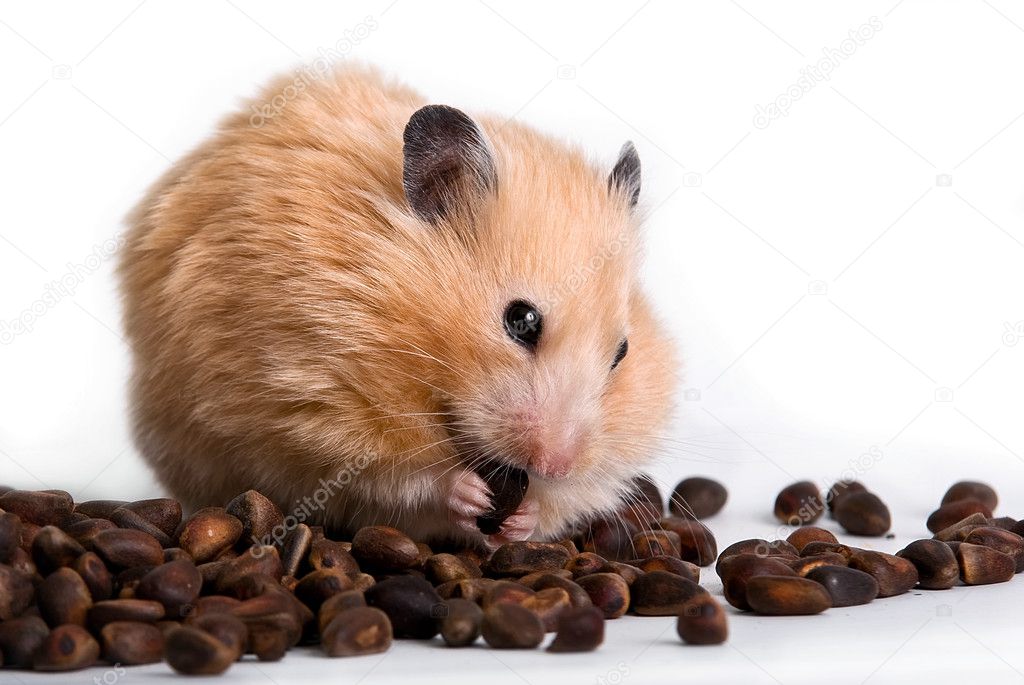 Hamster with кедровами nuts on a white background
