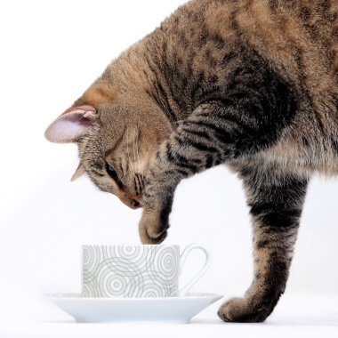 The curious cat plays with a cup of tea clipart