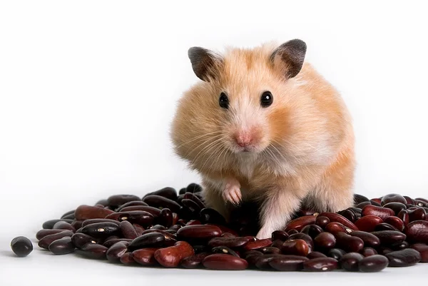 Hamster on beans — Stock Photo, Image