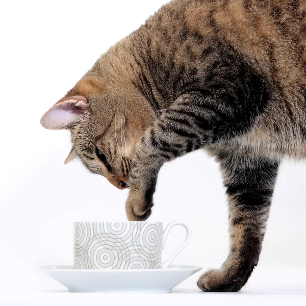 stock image The curious cat plays with a cup of tea