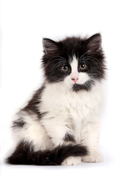 Это черно белый маленький котенок на белом фоне — стоковое фото