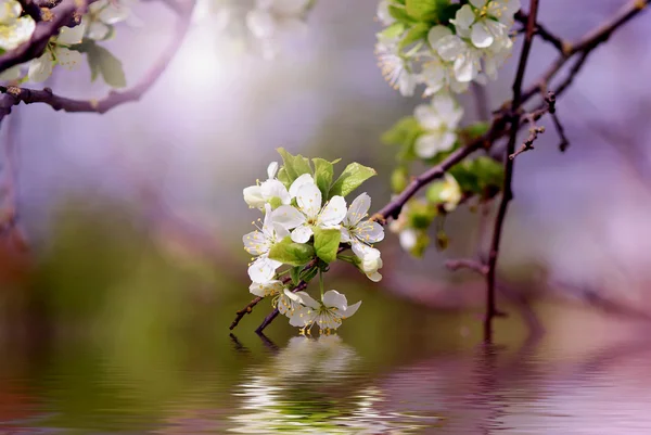 Stock image Cherry flowers