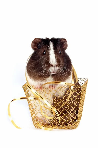 Guinea pigs with a ribbon in a gold basket — Stock Photo, Image