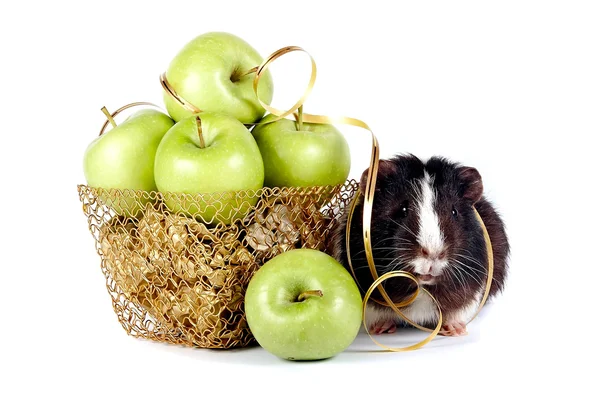 Guinea pigs with apples in a gold basket — Stock Photo, Image