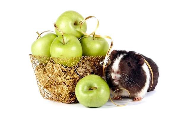 Морские свинки с яблоками в золотую корзину — стоковое фото