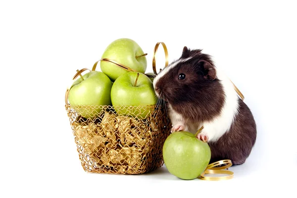 Guinea pigs with apples in a gold basket — Stock Photo, Image