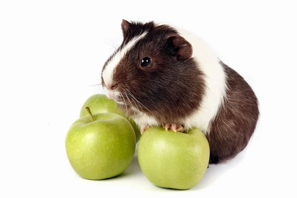 几内亚猪与绿苹果 — 图库照片