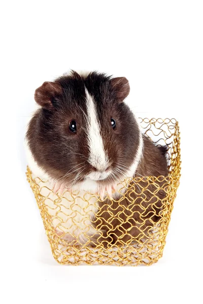Guinea pigs in a gold basket — Stock Photo, Image