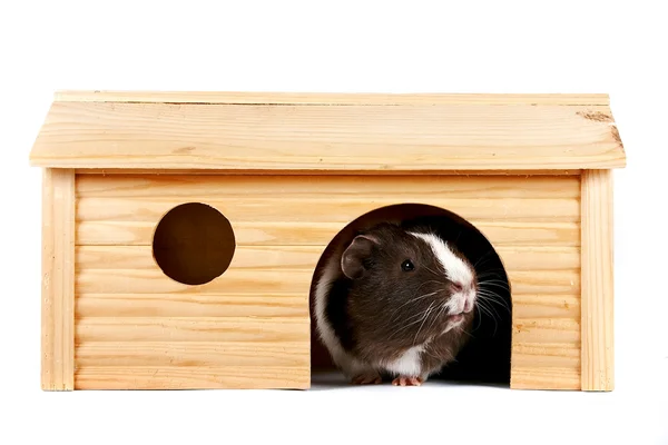 stock image Guinea pigs in a wooden small house