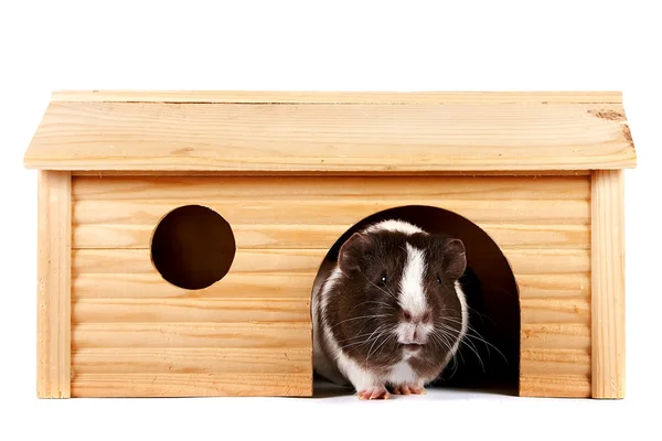 stock image Guinea pigs in a wooden small house