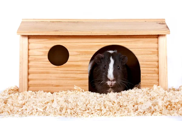 Guinea pigs in a wooden small house — Stock Photo, Image
