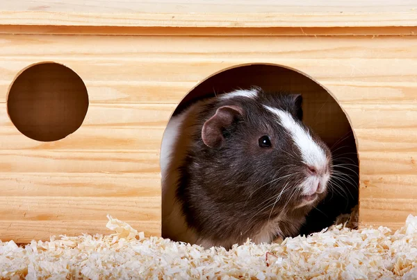 Guinea pigs in a wooden small house — Stock Photo, Image