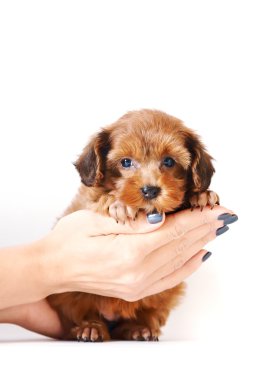 petersburg orkide kırmızı köpek yavrusu