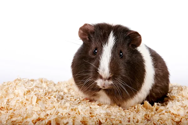 Meerschweinchen — Stockfoto