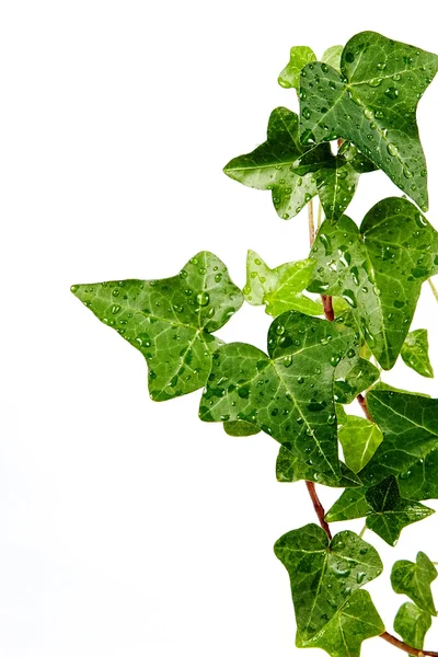 A dewdrops gyógynövény-hedera — Stock Fotó
