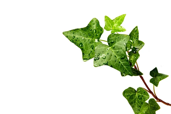 Herb hedera v Kapky rosy — Stock fotografie