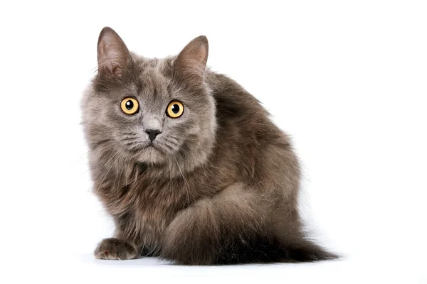 Gato cinza com olhos amarelos — Fotografia de Stock