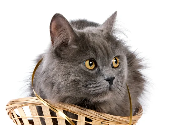 Gato gris en una cesta — Foto de Stock