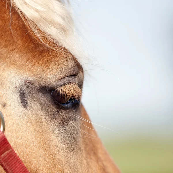 En röd hästs öga — Stockfoto