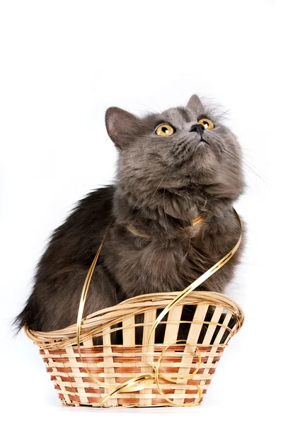 Gray cat in a basket — Stock Photo, Image