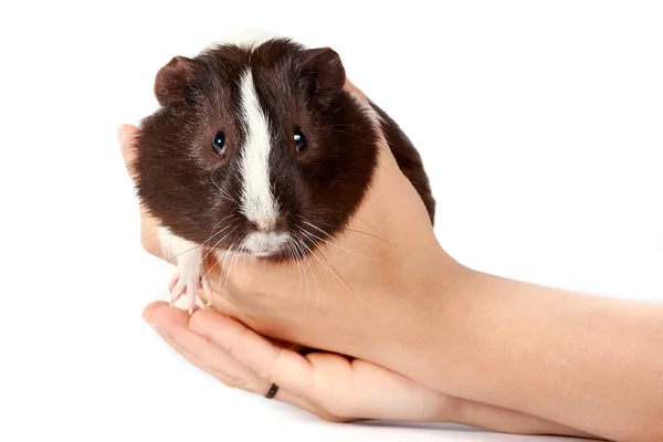 stock image Guinea pigs