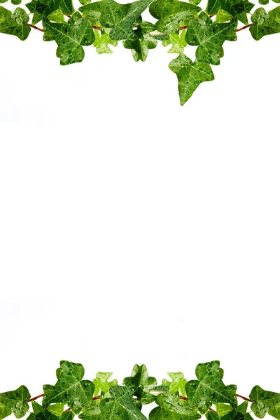 Estrutura de uma erva hedera em gotas de orvalho — Fotografia de Stock