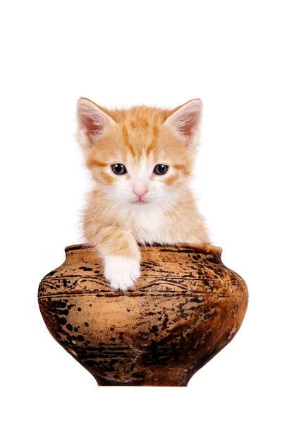 Gatito rojo en una cazuela de barro — Foto de Stock