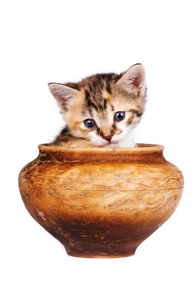 Multi-colored kitten in a clay pot — Stock Photo, Image