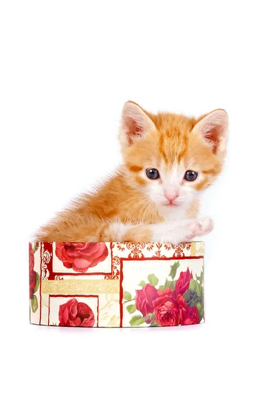 Κόκκινο γατάκι σε ένα κιβώτιο δώρων — Φωτογραφία Αρχείου