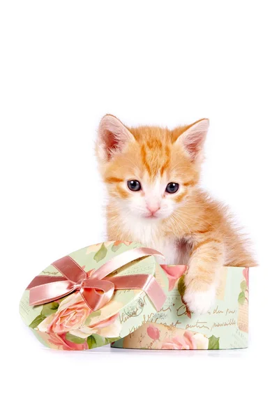 Rode katje in een doos van de gift — Stockfoto