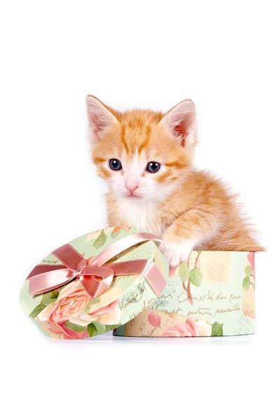 Czerwony kotek w ozdobne pudełko — Zdjęcie stockowe
