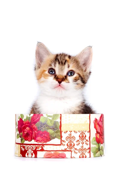 Multi-colored kitten in a gift box — Stock Photo, Image
