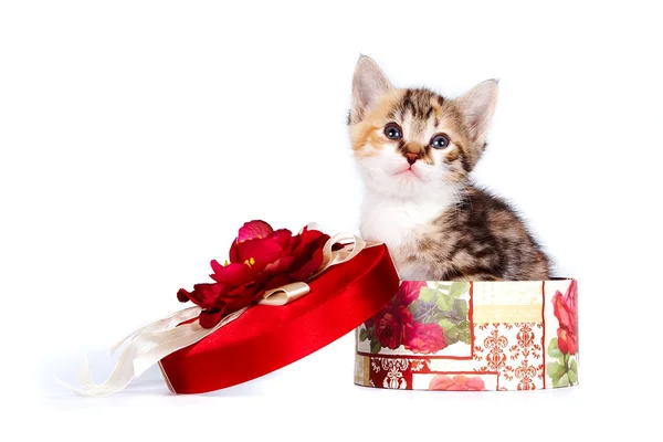 Gattino colorata in confezione regalo — Foto Stock