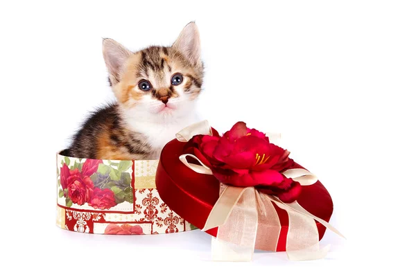 Multi-gekleurde katje in een doos van de gift — Stockfoto